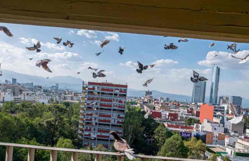 Comment faire pour ne plus avoir de pigeon sur son balcon ?