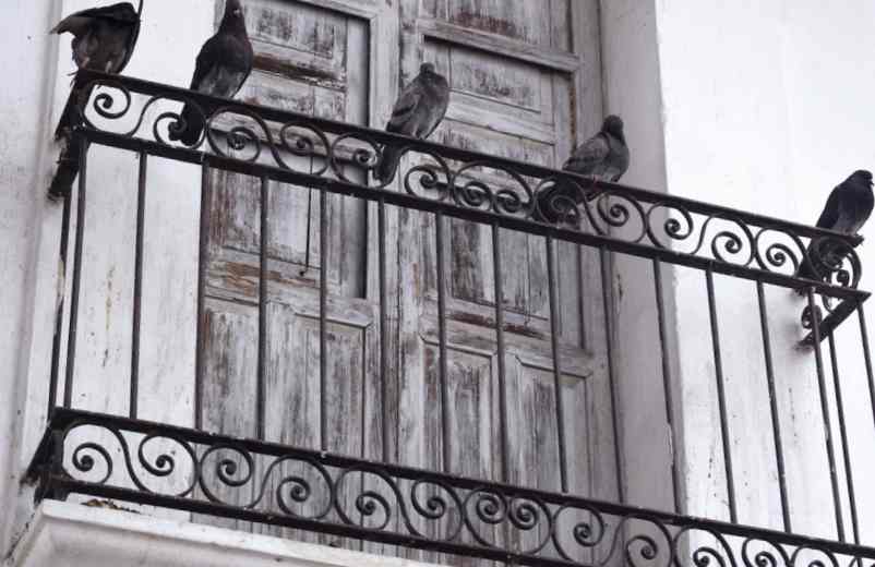 Pourquoi les pigeons se posent sur les balcons ?