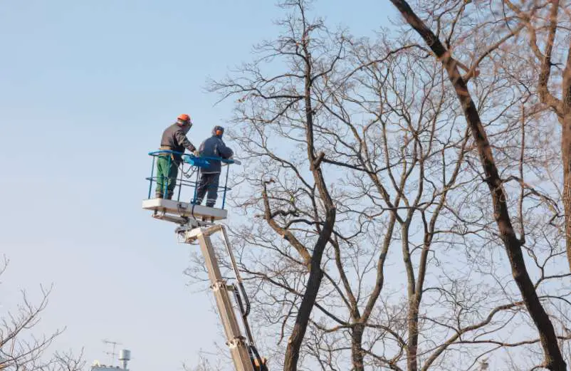 Quel est le moment idéal pour élaguer un arbre ?