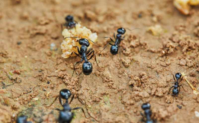 Comment se débarrasser des fourmis dans le jardin ? Conseils et astuces