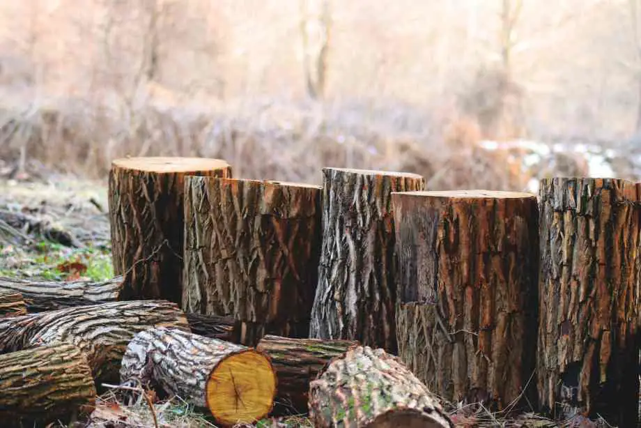 Les avantages de la bûche de bois densifiée ou compressée