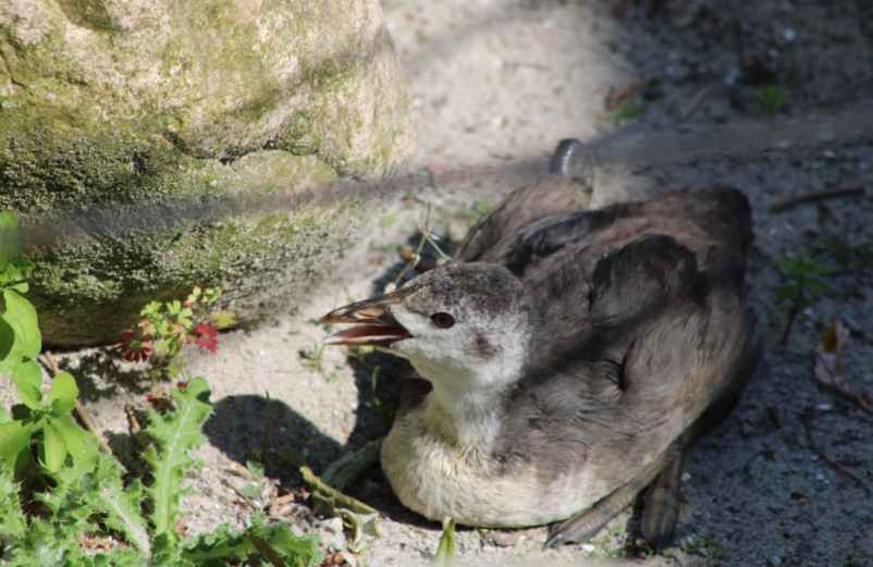 Secours volant : comment nourrir un oisillon trouvé dans le jardin ?