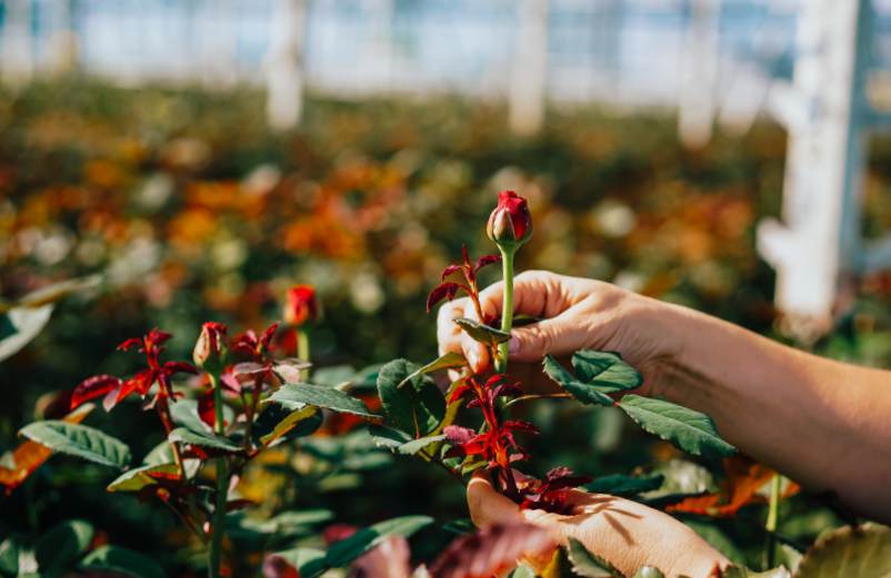 Comment bouturer un rosier ? Guide étape par étape pour multiplier vos roses