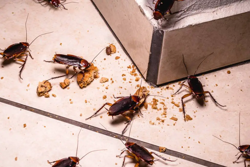 Infestation de cafard maison à Paris 