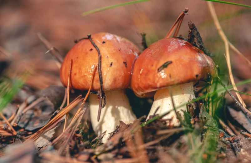 Où peut-on trouver le cèpe des pins ?