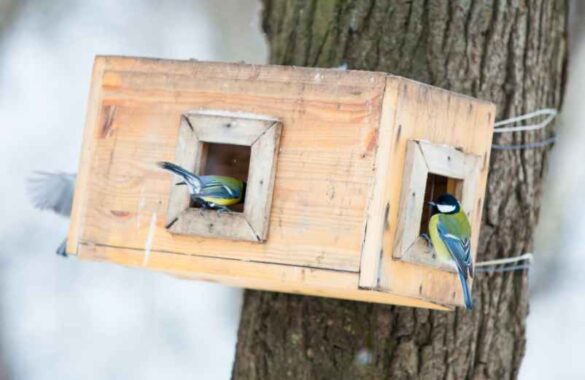 Fabriquer une mangeoire à oiseaux soi-même : étapes et conseils