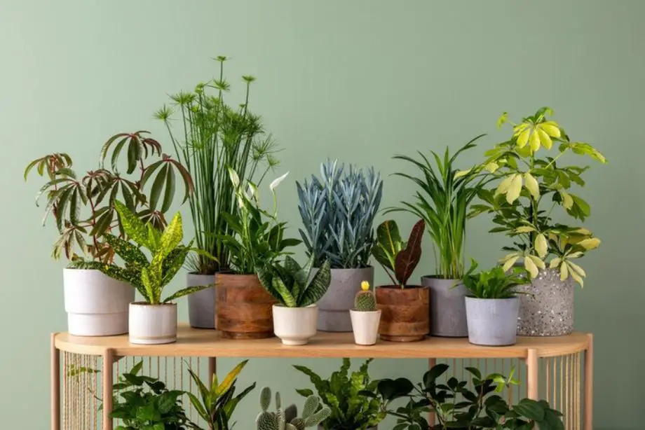 Identifier les plantes d’intérieur : guide avec photos et noms