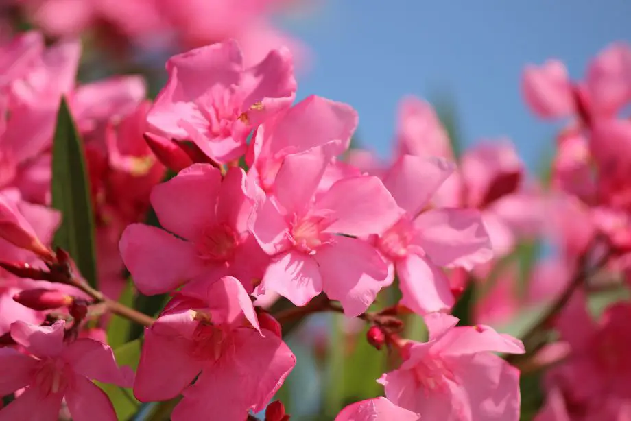 Techniques pour tailler un laurier rose