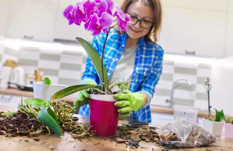 Soin des plantes : comment entretenir une orchidée ?