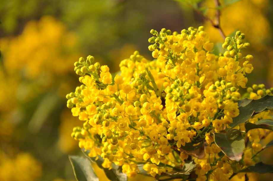 Floraison et entretien saisonniers