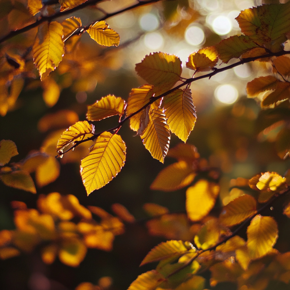 Arbustes à feuilles persistantes : définition et caractéristiques