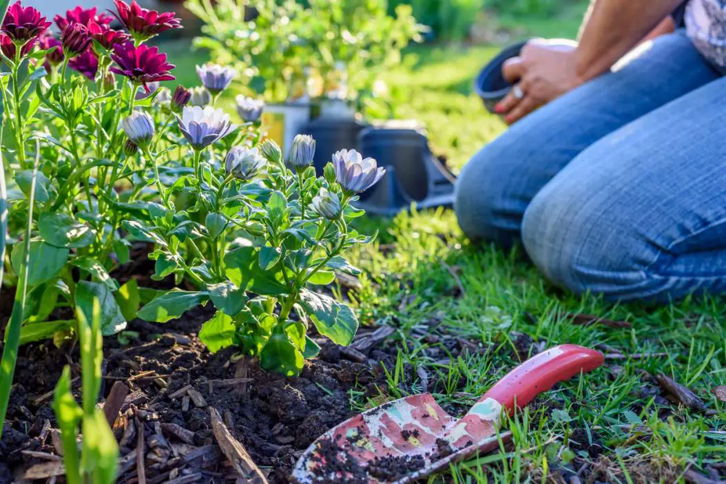 plantation de fleurs en automne