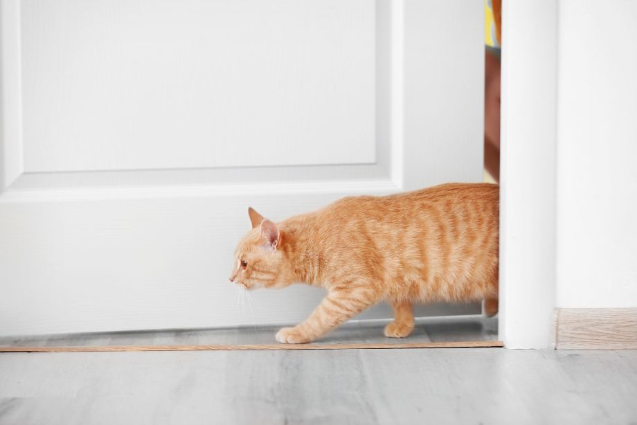 Comment se débarrasser des chats envahissants : astuces pour protéger votre espace