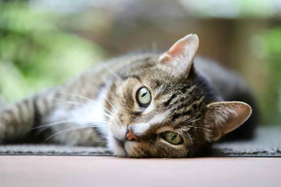 Comment enlever l’odeur de pipi de chat dans une chambre ? Le remède radical