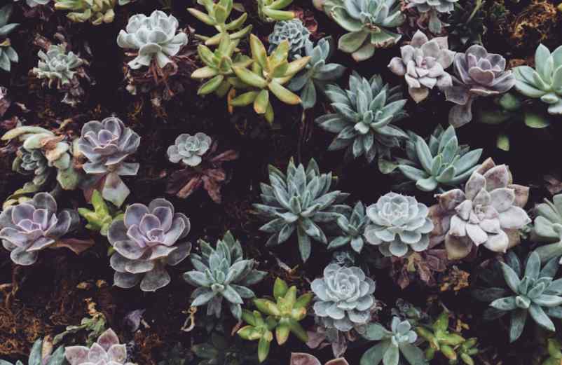 Agave et Sedum