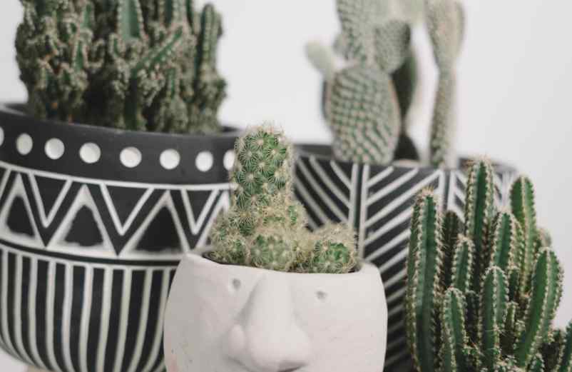 Crassula et Euphorbia