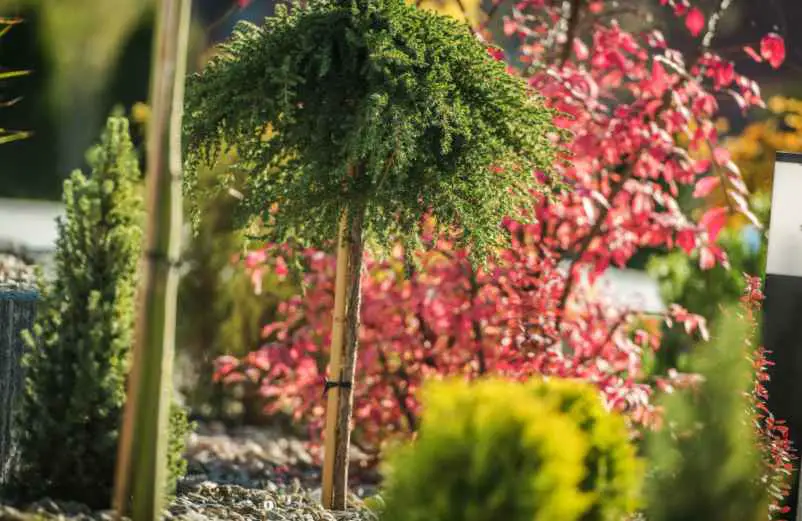 Arbustes décoratifs d’extérieur toute l’année : les variétés à privilégier