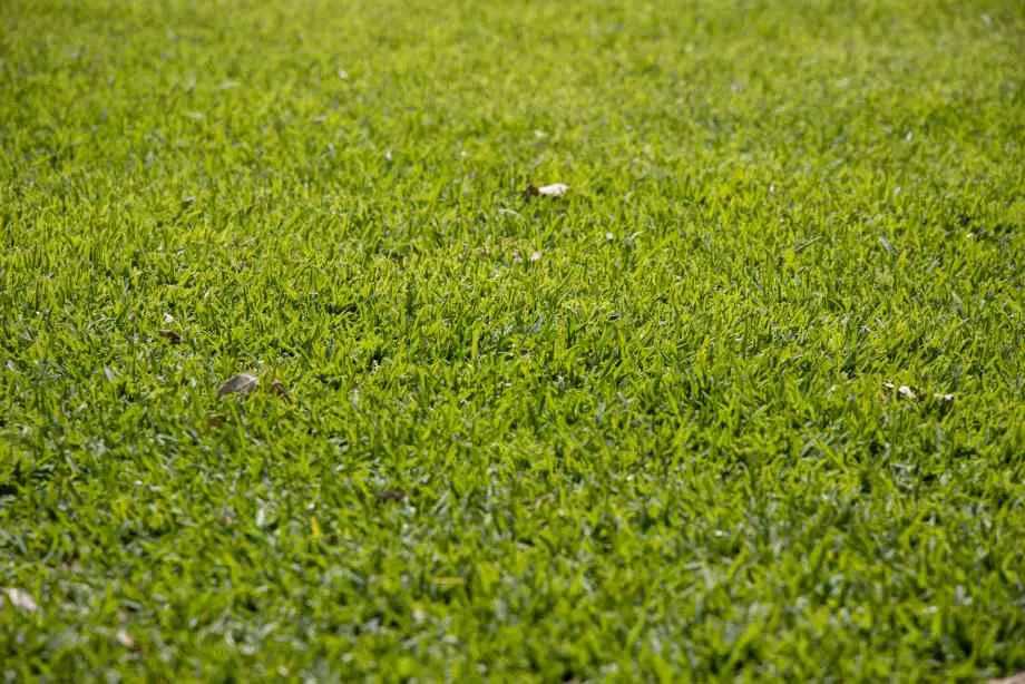 Arroser pour favoriser la germination-Maison Robert Tatin
