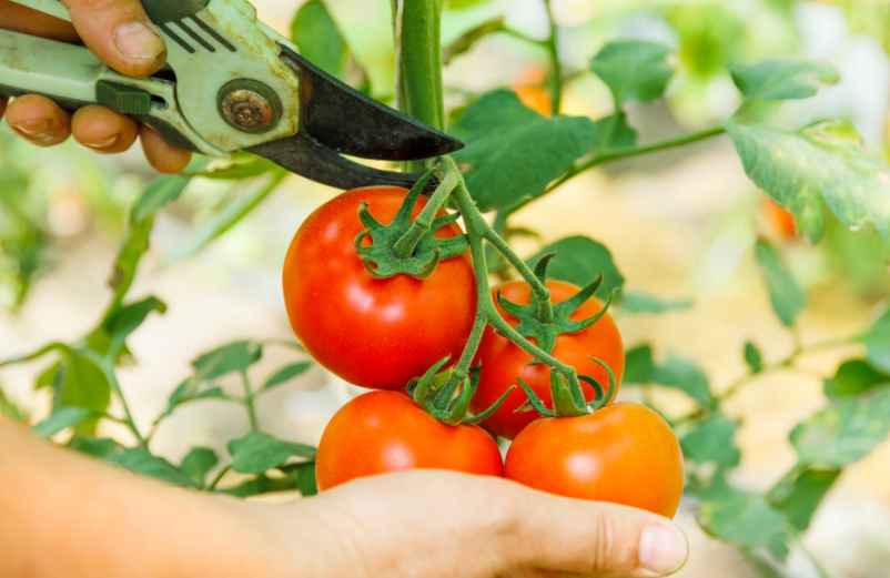 Faut-il couper les pieds de tomates en hauteur ? Ce que ça change pour la production
