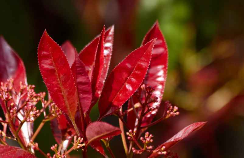 Le photinia : éclat rouge vif pour un impact décoratif
