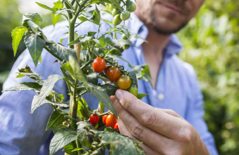 Pourquoi tailler les pieds de tomates ?