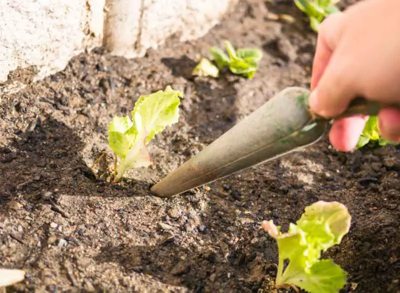 Préparer les plants de salade avant le repiquage