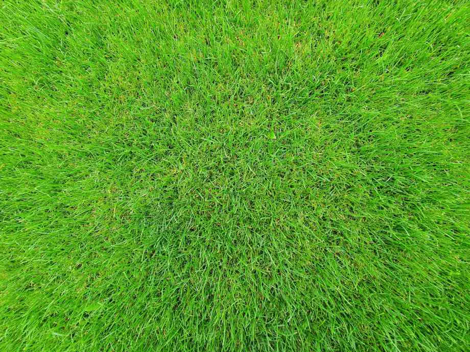 Semer la pelouse sans retourner la terre : méthode pratique et économique-Maison Robert Tatin