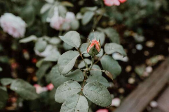 Tache noire sur les feuilles de mon rosier : causes possibles et traitements