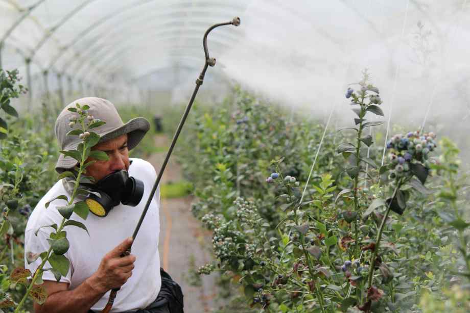 Traiter efficacement la tache noire sur les rosiers