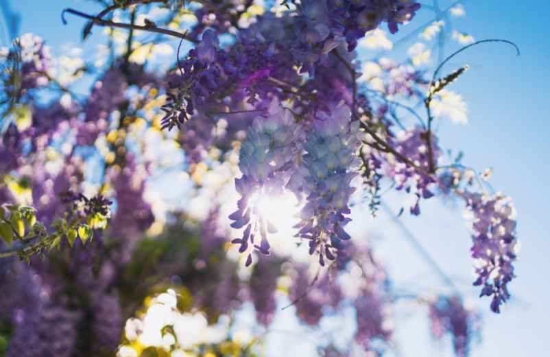 Un sol inadapté ou un apport nutritif déséquilibré