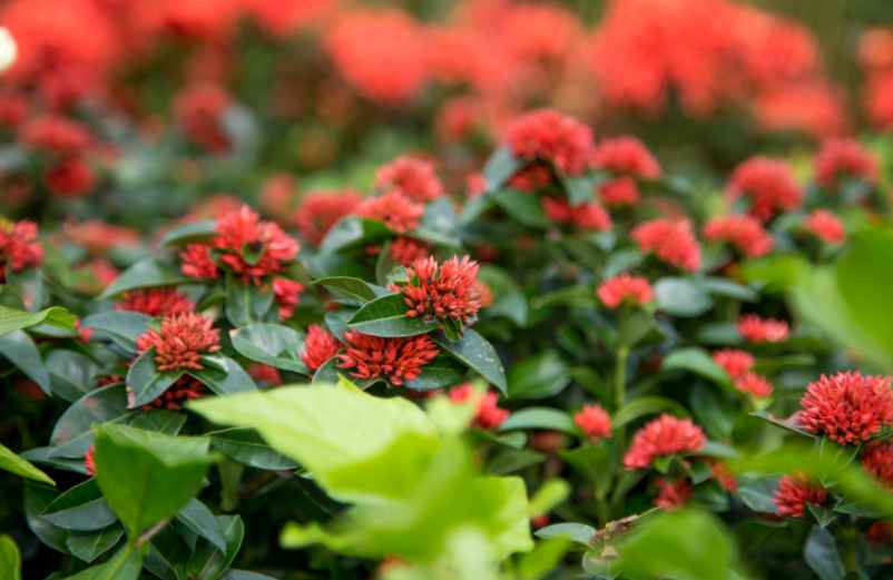 5 arbustes persistants à croissance rapide pour un plein soleil sans souci5 arbustes persistants à croissance rapide pour un plein soleil sans souci Maison-Robert-Tatin