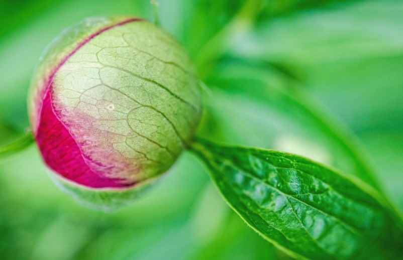 Combien de temps faut-il attendre avant d’obtenir la première floraison ? Maison-Robert-Tatin Combien de temps faut-il attendre avant d’obtenir la première floraison ? Maison-Robert-Tatin