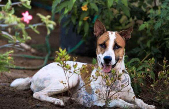 Enterrer son chien dans son jardin en France : ce que dit la loi en 2025 Maison-Robert-Tatin