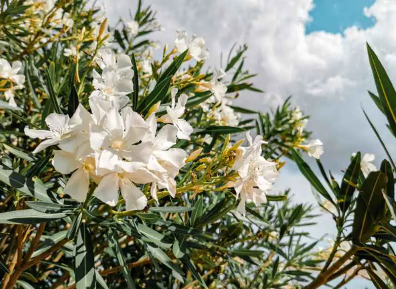 L'Eleagnus ebbingei Maison-Robert-Tatin