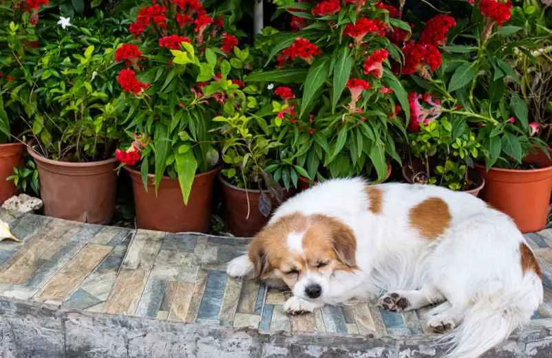 L'inhumation dans un cimetière animalier Maison-Robert-Tatin