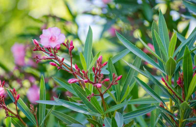 Le Ciste Maison-Robert-Tatin