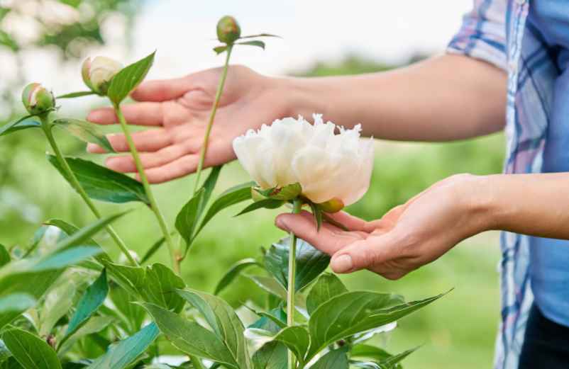 Quand et comment planter des graines de pivoines pour une floraison spectaculaire ? Maison-Robert-Tatin