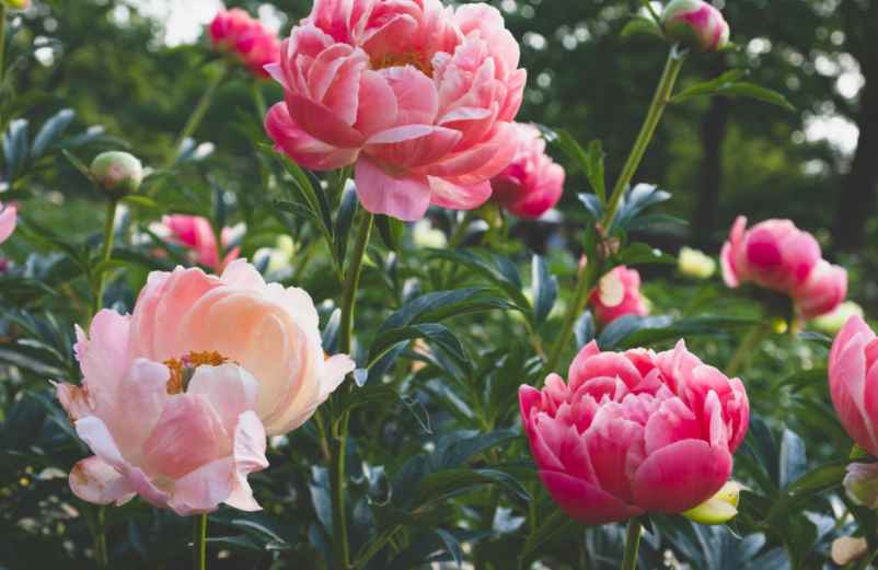 Quel est le meilleur moment pour semer des graines de pivoines ? Maison-Robert-Tatin Quel est le meilleur moment pour semer des graines de pivoines ? Maison-Robert-Tatin