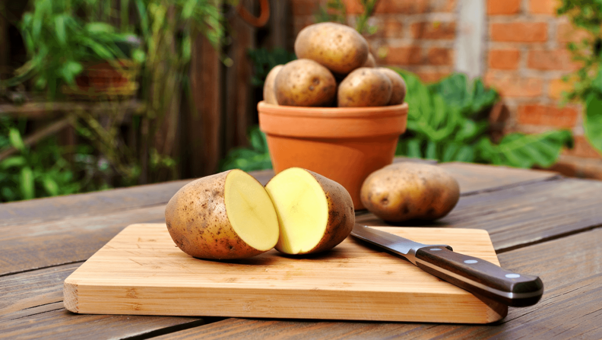 pomme de terre colombia