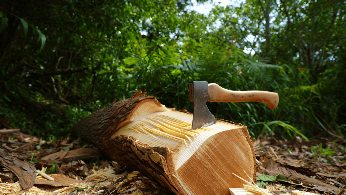 albizia bois de chauffage