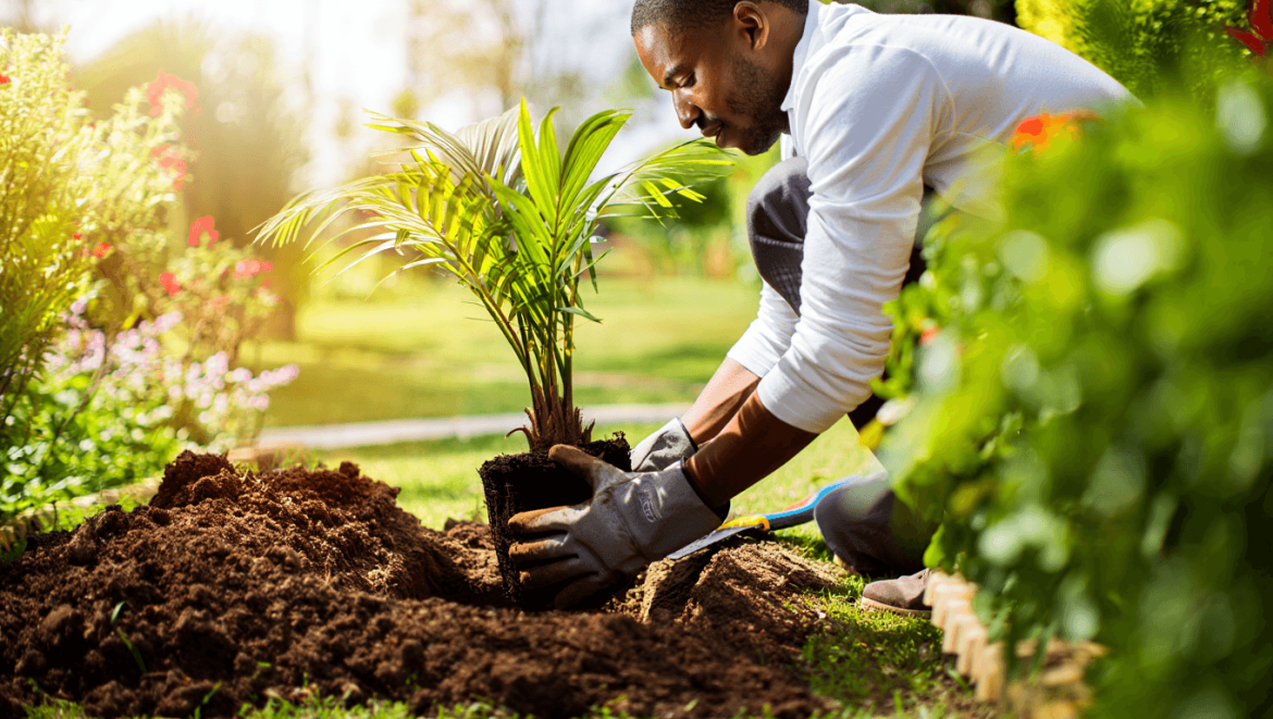 quand planter palmier
