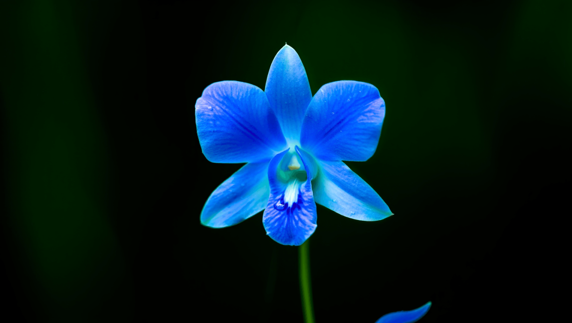orchidée bleu