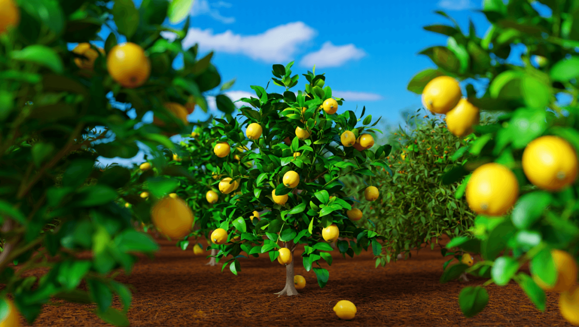 comment tailler citronnier