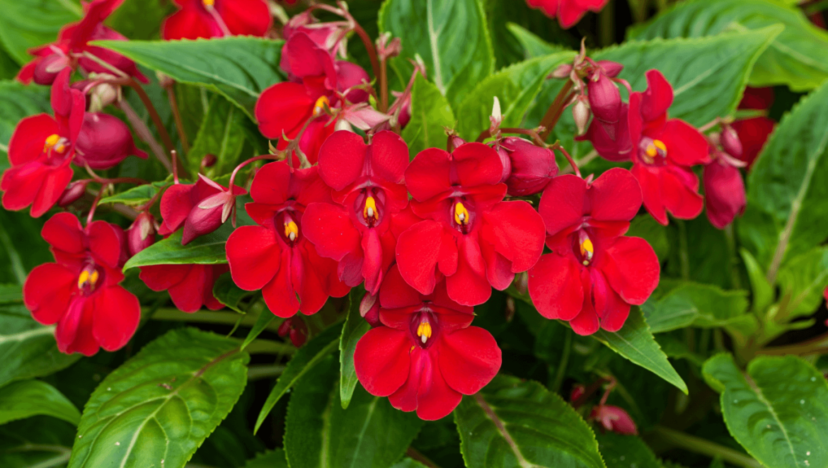 impatiens goutte de sang