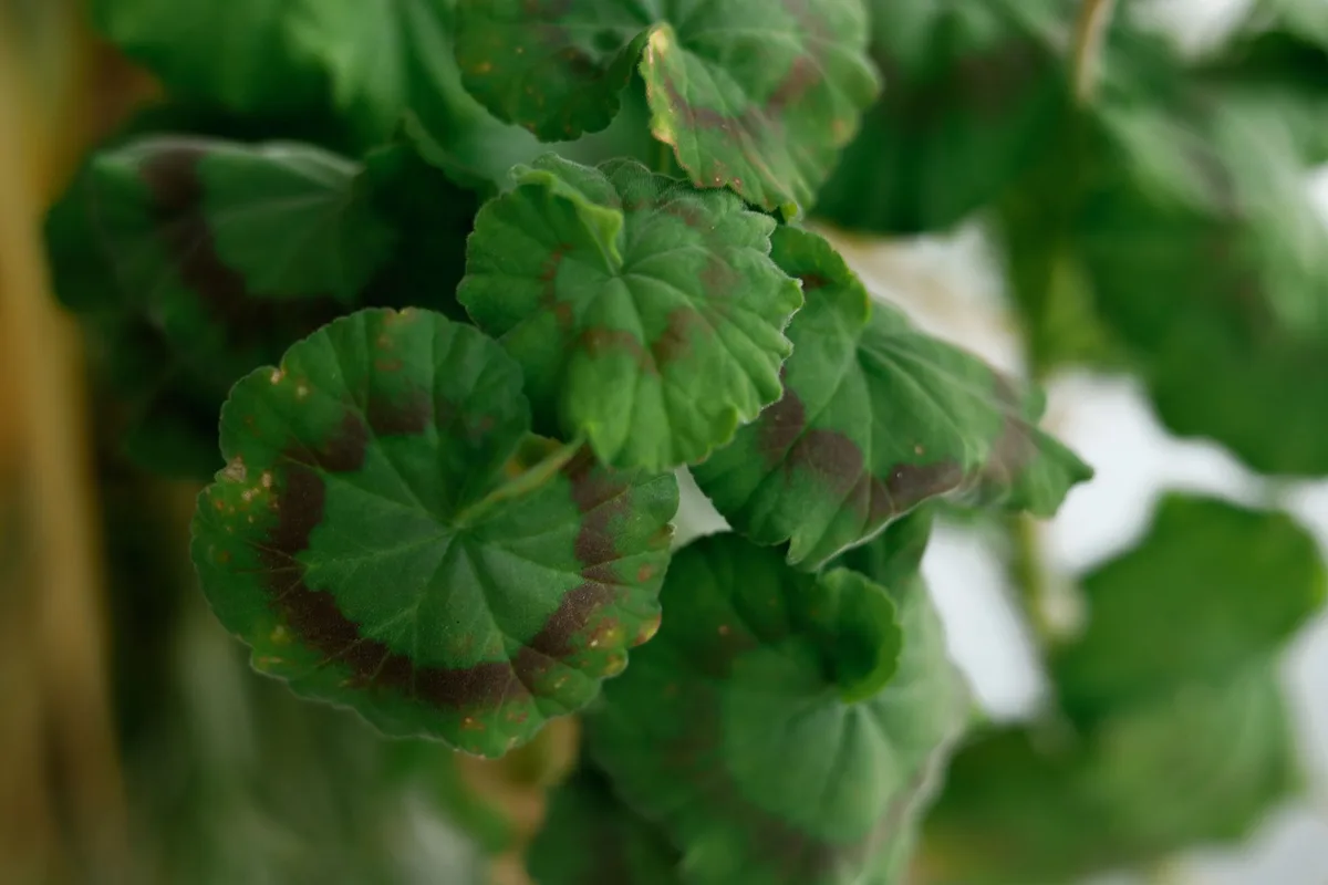 Feuilles d'azalée jaunissant, signe de vieillissement ou de stress de la plante