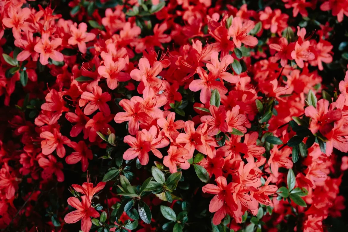 Azalée en fleur avec des fleurs roses et violettes dans un jardin verdoyant