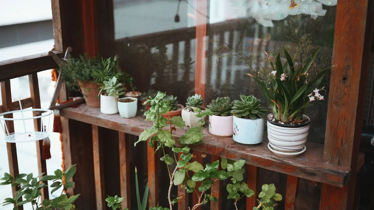 Différentes variétés de salades cultivées en pleine terre et en bacs sur balcon