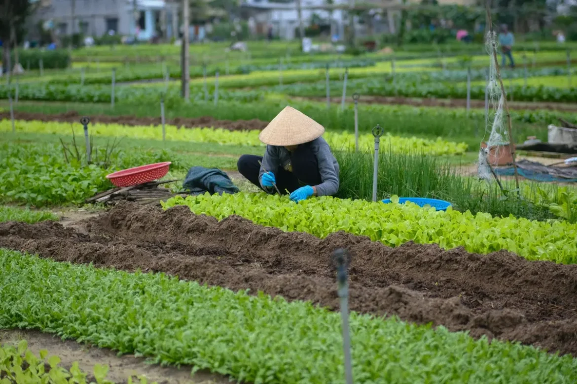 Mains tenant des feuilles de salade fraîche récoltées au-dessus d'un potager