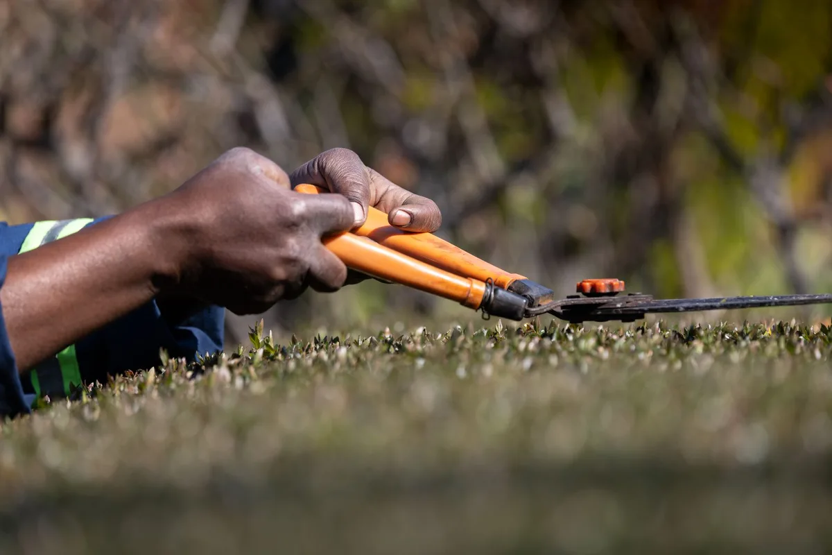 Sécateur propre et bien affûté posé sur une surface de travail avec des branches de romarin