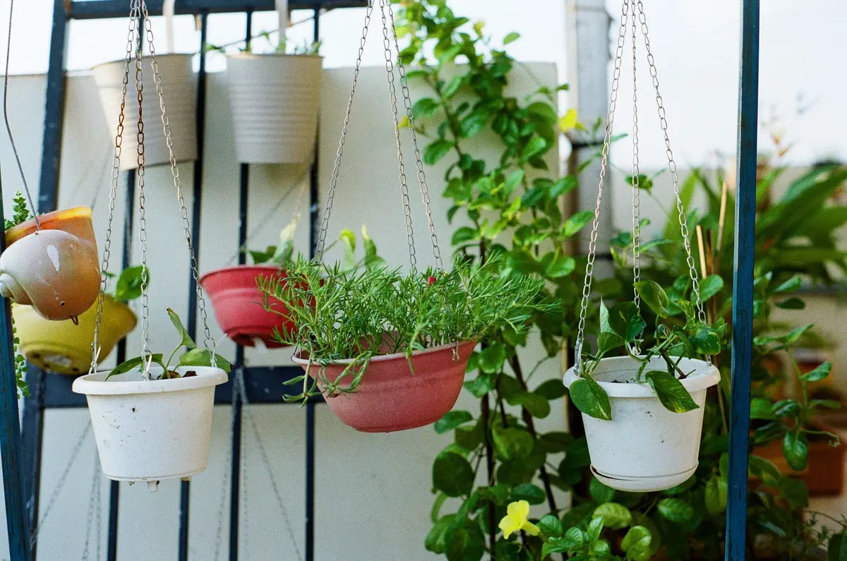 Romarin cultivé en pot sur une terrasse ensoleillée, montrant la structure compacte de la plante